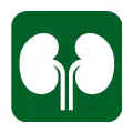 Pictograma vectorial de nefrología. Icono de riñones y medicina interna.