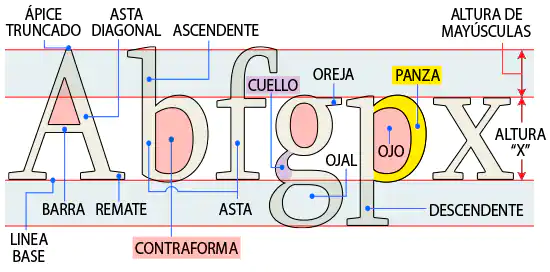 Anatomía tipográfica: partes esenciales de las letras y su estructura básica.