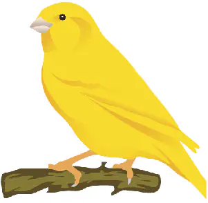 Imagen vectorial de canario mostrando sus colores