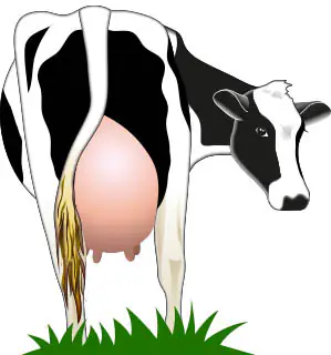 Imagen vectorial de vaca mostrando sus colores