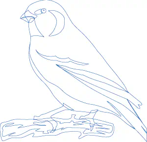 Imagen vectorial de canario mostrando sus contornos, sin rellenos.