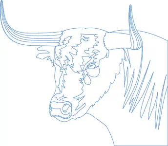 Imagen vectorial de toro mostrando sus contornos, sin rellenos.