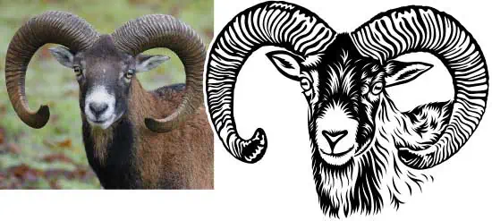 Hacemos vectorización de animales y plantas para corte y grabado a partir de fotos.